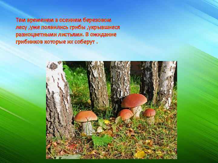 Тем временем в осеннем березовом лесу , уже появились грибы , укрывшиеся разноцветными листьями.