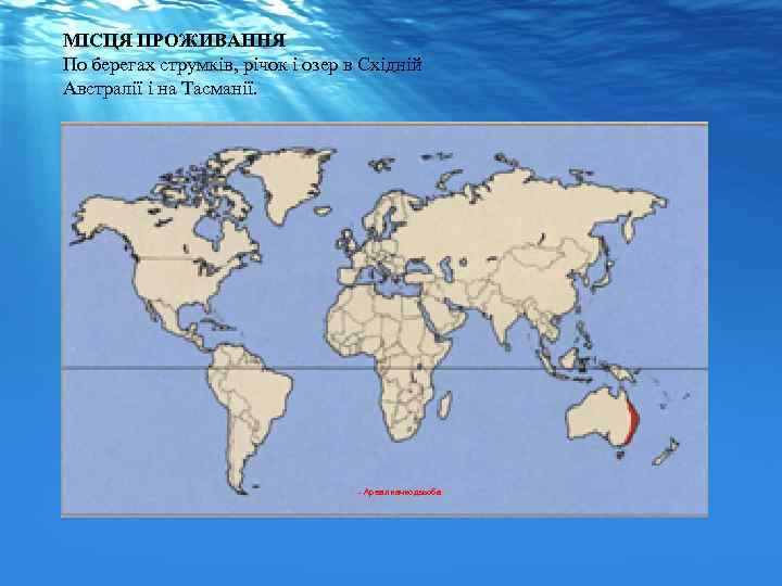 МІСЦЯ ПРОЖИВАННЯ По берегах струмків, річок і озер в Східній Австралії і на Тасманії.