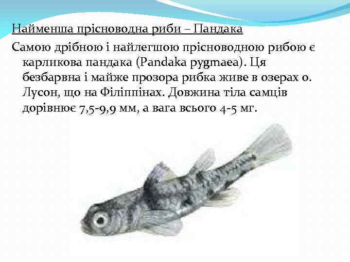 Найменша прісноводна риби – Пандака Самою дрібною і найлегшою прісноводною рибою є карликова пандака