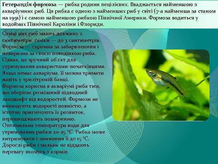 Гетерандія формоза — рибка родини пецілієвих. Вваджається найменшою з акваріумних риб. Ця рибка є