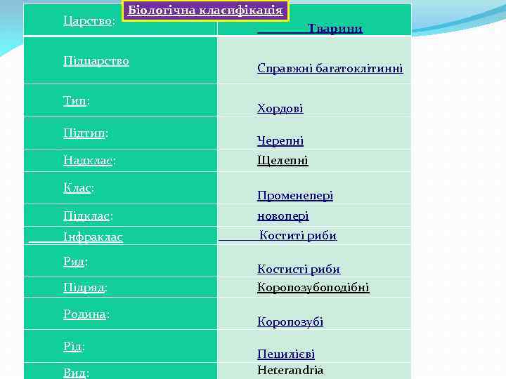 Царство: Біологічна класифікація Підцарство Тип: Підтип: Надклас: Клас: Підклас: Інфраклас Ряд: Підряд: Родина: Рід: