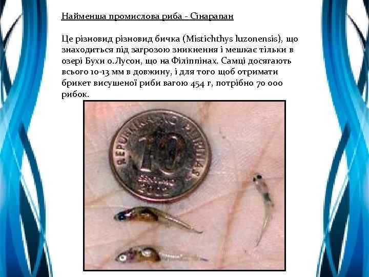 Найменша промислова риба - Сінарапан Це різновид бичка (Mistichthys luzonensis), що знаходиться під загрозою