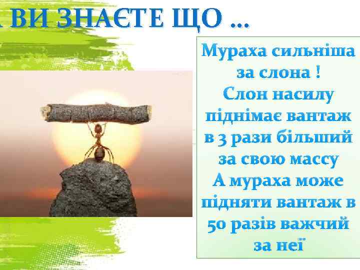 А ВИ ЗНАЄТЕ ЩО … Мураха сильніша за слона ! Слон насилу піднімає вантаж