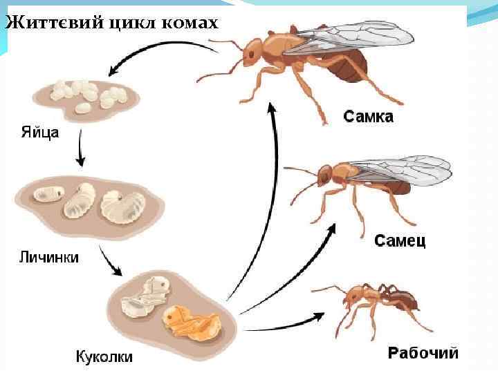 Життєвий цикл комах 