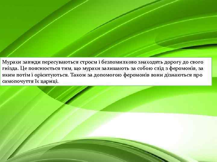 Мурахи завжди пересуваються строєм і безпомилково знаходять дорогу до свого гнізда. Це пояснюється тим,