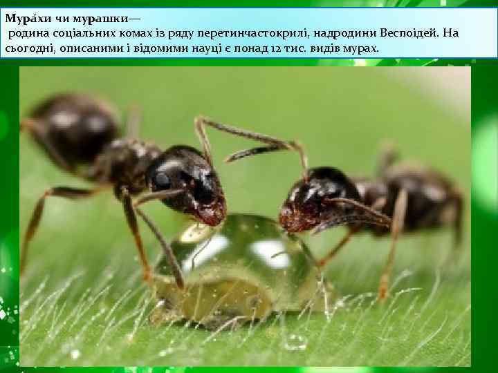 Мура хи чи мурашки— родина соціальних комах із ряду перетинчастокрилі, надродини Веспоідей. На сьогодні,