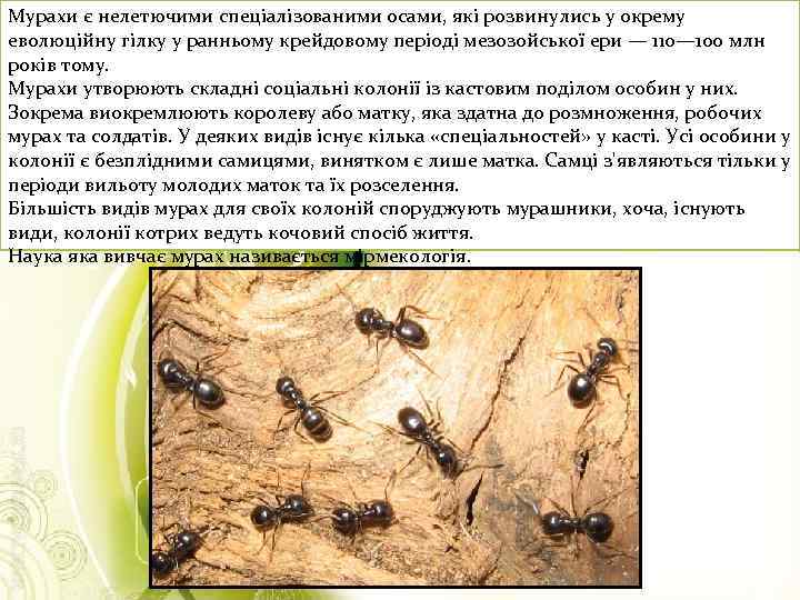 Мурахи є нелетючими спеціалізованими осами, які розвинулись у окрему еволюційну гілку у ранньому крейдовому