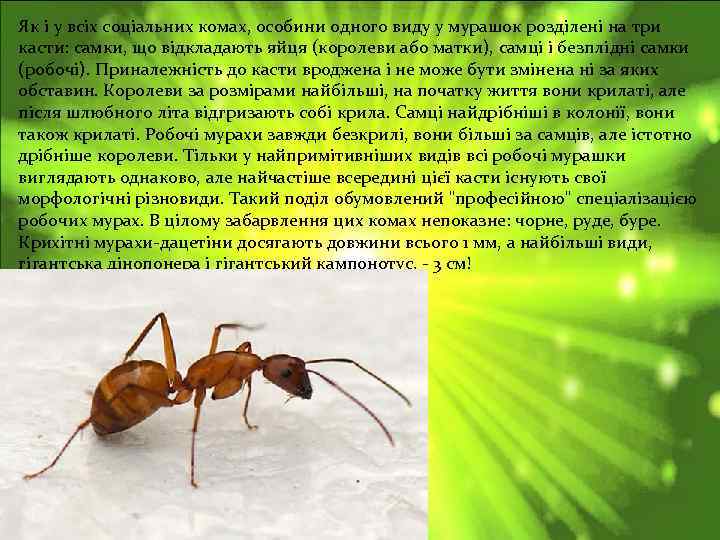 Як і у всіх соціальних комах, особини одного виду у мурашок розділені на три