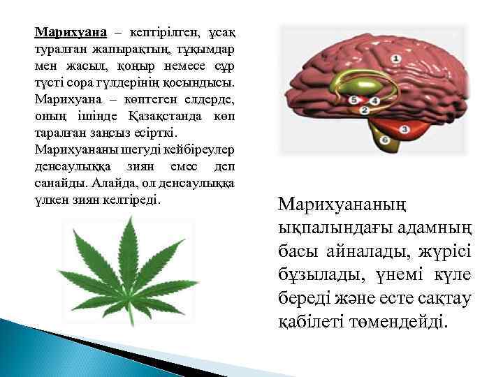 Марихуана – кептірілген, ұсақ туралған жапырақтың, тұқымдар мен жасыл, қоңыр немесе сұр түсті сора