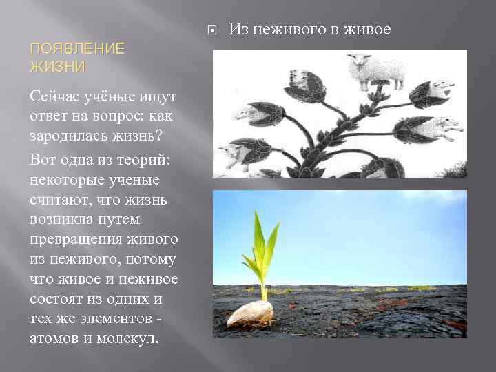  ПОЯВЛЕНИЕ ЖИЗНИ Сейчас учёные ищут ответ на вопрос: как зародилась жизнь? Вот одна