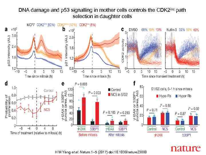 DNA damage and p 53 signalling in mother cells controls the CDK 2 inc