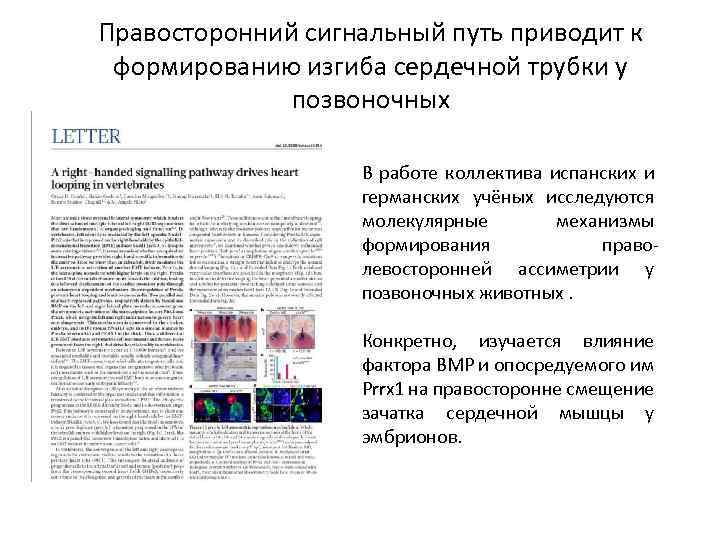 Правосторонний сигнальный путь приводит к формированию изгиба сердечной трубки у позвоночных В работе коллектива