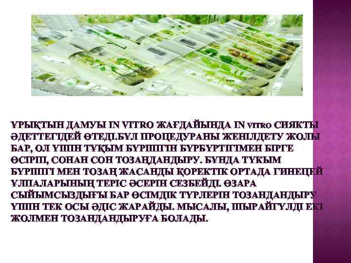 ҰРЫҚТЫН ДАМУЫ ІN VITRO ЖАҒДАЙЫНДА ІN VITRO СИЯКТЫ ӘДЕТТЕГІДЕЙ ӨТЕДІ. БҰЛ ПРОЦЕДУРАНЫ ЖЕНІЛДЕТУ ЖОЛЫ