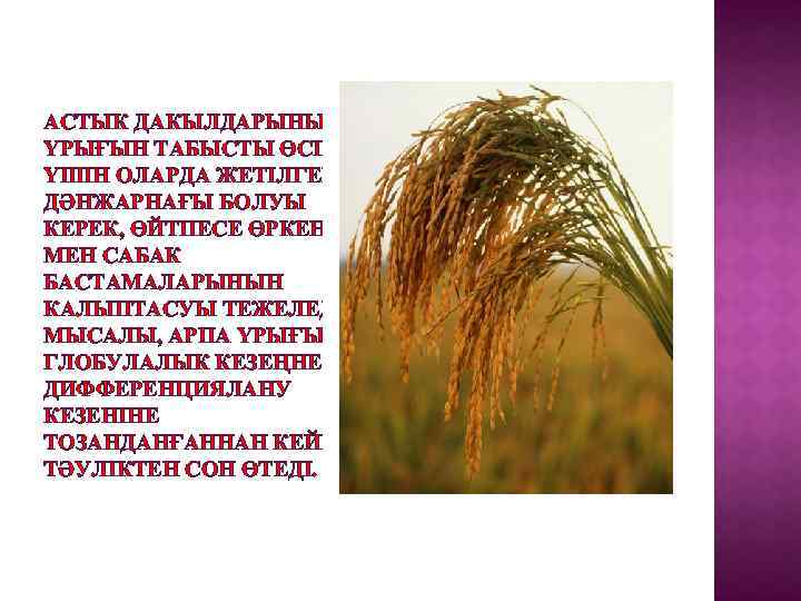 АСТЫК ДАКЫЛДАРЫНЫН ҮРЫҒЫН ТАБЫСТЫ ӨСІРУ ҮШІН ОЛАРДА ЖЕТІЛГЕН ДӘНЖАРНАҒЫ БОЛУЫ КЕРЕК, ӨЙТПЕСЕ ӨРКЕН МЕН