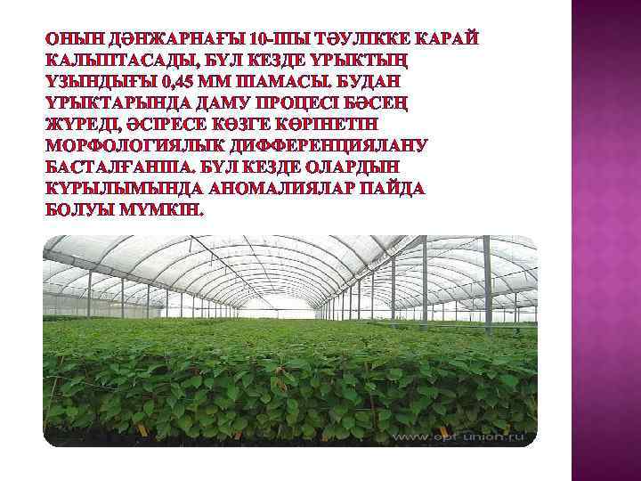 ОНЫН ДӘНЖАРНАҒЫ 10 -ШЫ ТӘУЛІККЕ КАРАЙ КАЛЫПТАСАДЫ, БҮЛ КЕЗДЕ ҮРЫКТЫҢ ҮЗЫНДЫҒЫ 0, 45 ММ