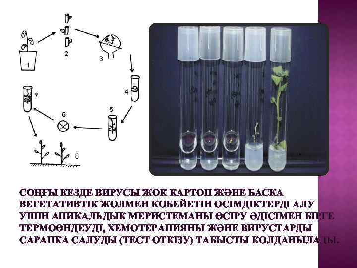 СОҢҒЫ КЕЗДЕ ВИРУСЫ ЖОК КАРТОП ЖӘНЕ БАСКА ВЕГЕТАТИВТІК ЖОЛМЕН КОБЕЙЕТІН ОСІМДІКТЕРДІ АЛУ УШІН АПИКАЛЬДЫК