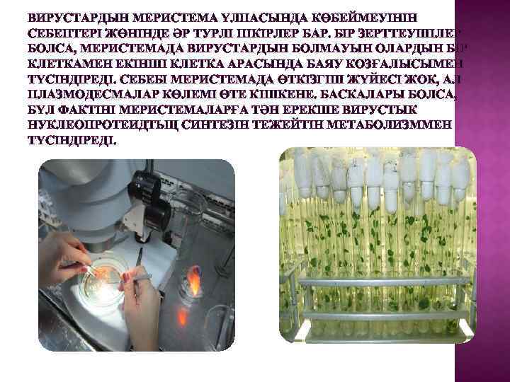 ВИРУСТАРДЫН МЕРИСТЕМА ҮЛПАСЫНДА КӨБЕЙМЕУІНІН СЕБЕПТЕРІ ЖӨНІНДЕ ӘР ТУРЛІ ПІКІРЛЕР БАР. БІР ЗЕРТТЕУШІЛЕР БОЛСА, МЕРИСТЕМАДА