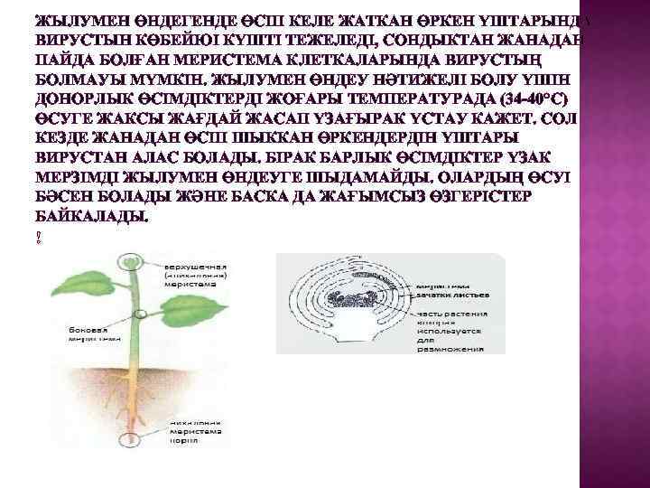 ЖЫЛУМЕН ӨНДЕГЕНДЕ ӨСІП КЕЛЕ ЖАТКАН ӨРКЕН ҮШТАРЫНДА ВИРУСТЫН КӨБЕЙЮІ КҮШТІ ТЕЖЕЛЕДІ, СОНДЫКТАН ЖАНАДАН ПАЙДА