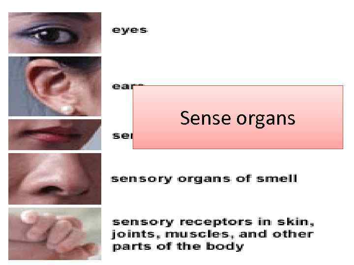 Sense organs 