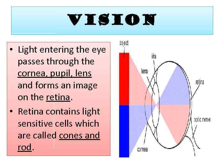 VISION • Light entering the eye passes through the cornea, pupil, lens and forms