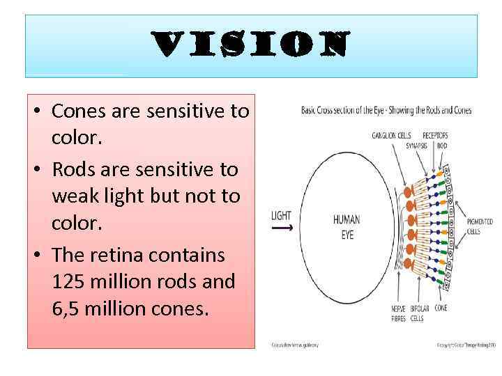 VISION • Cones are sensitive to color. • Rods are sensitive to weak light