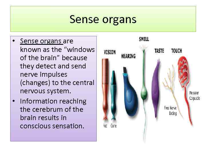 Sense organs • Sense organs are known as the “windows of the brain” because