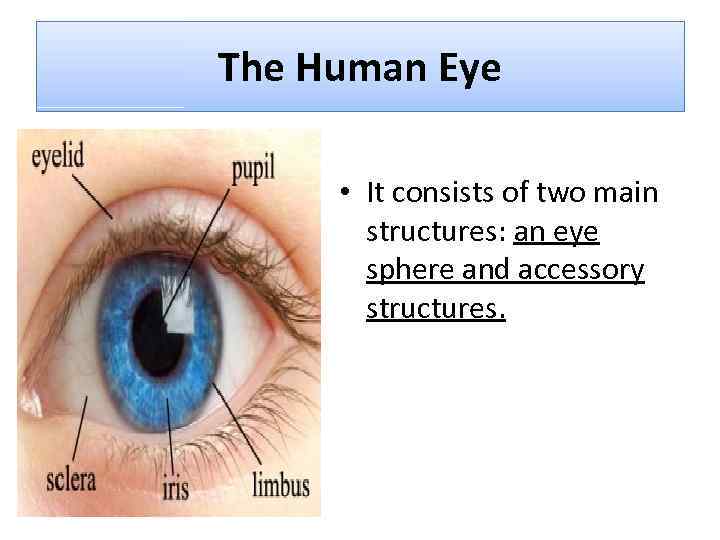 The Human Eye • It consists of two main structures: an eye sphere and