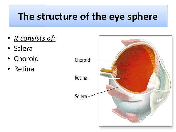 The structure of the eye sphere • • It consists of: Sclera Choroid Retina