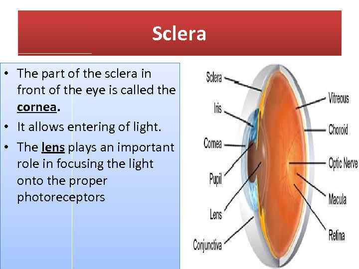 Sclera • The part of the sclera in front of the eye is called