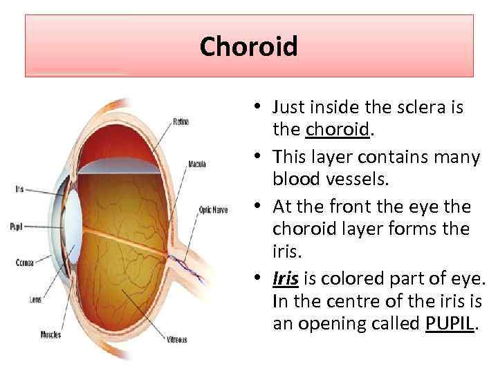 Choroid • Just inside the sclera is the choroid. • This layer contains many