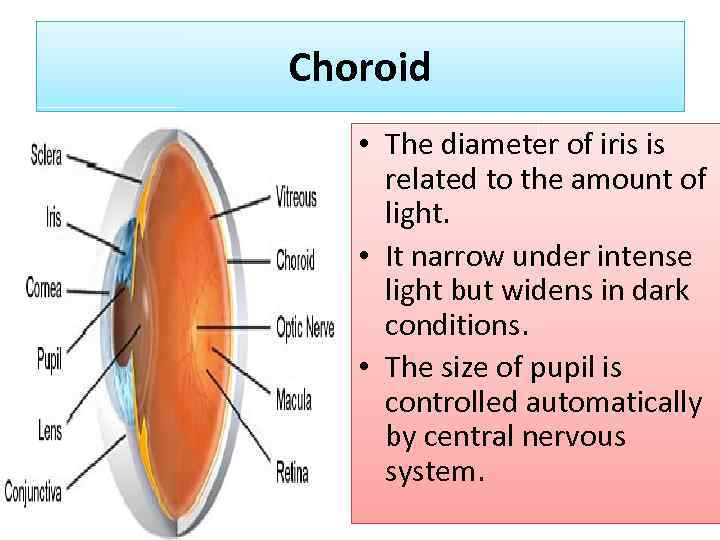 Choroid • The diameter of iris is related to the amount of light. •