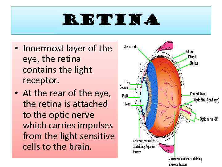 RETINA • Innermost layer of the eye, the retina contains the light receptor. •