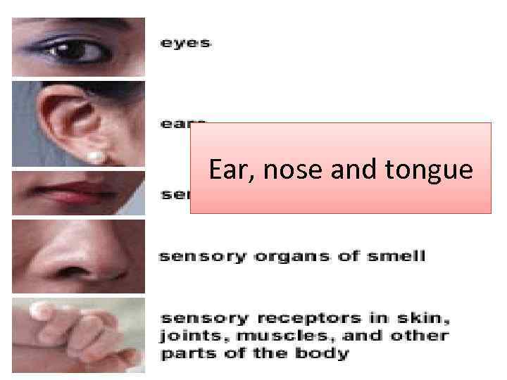 Ear, nose and tongue 