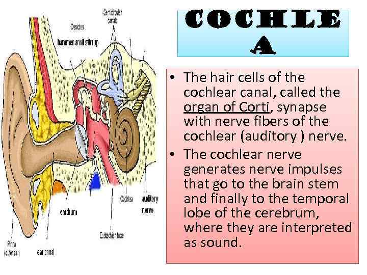 Cochle a • The hair cells of the cochlear canal, called the organ of