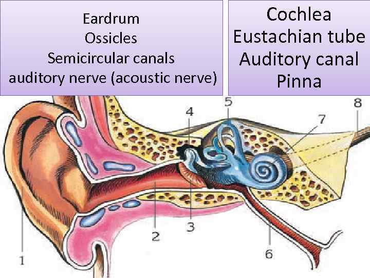 Eardrum Ossicles Semicircular canals auditory nerve (acoustic nerve) Cochlea Eustachian tube Auditory canal Pinna