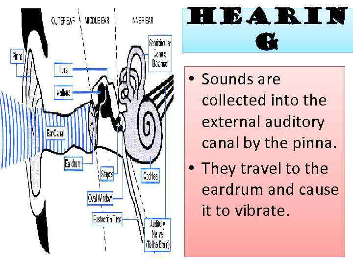 Hearin g • Sounds are collected into the external auditory canal by the pinna.