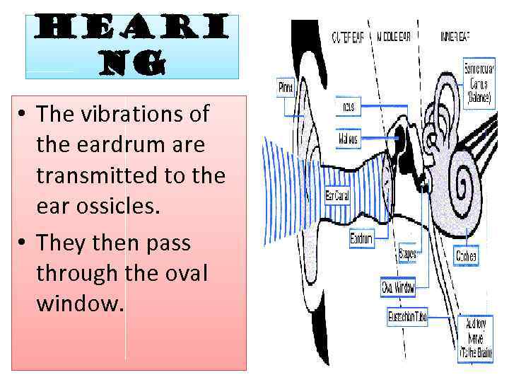 Heari ng • The vibrations of the eardrum are transmitted to the ear ossicles.