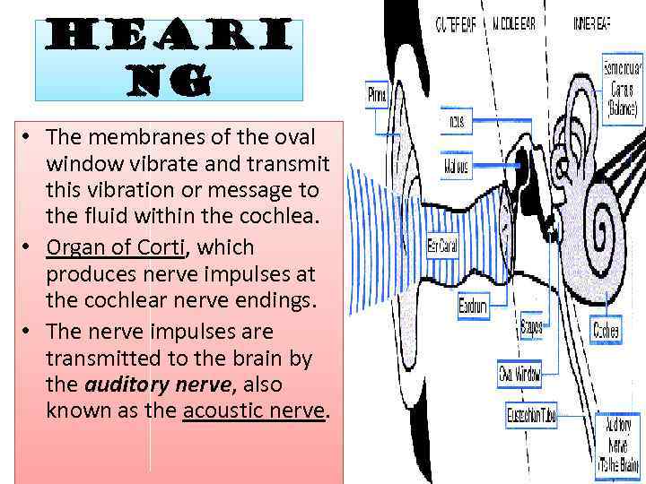 Heari ng • The membranes of the oval window vibrate and transmit this vibration