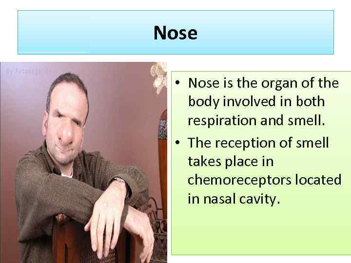 Nose • Nose is the organ of the body involved in both respiration and