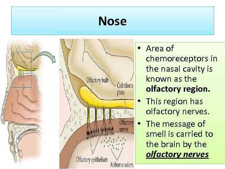 Nose • Area of chemoreceptors in the nasal cavity is known as the olfactory