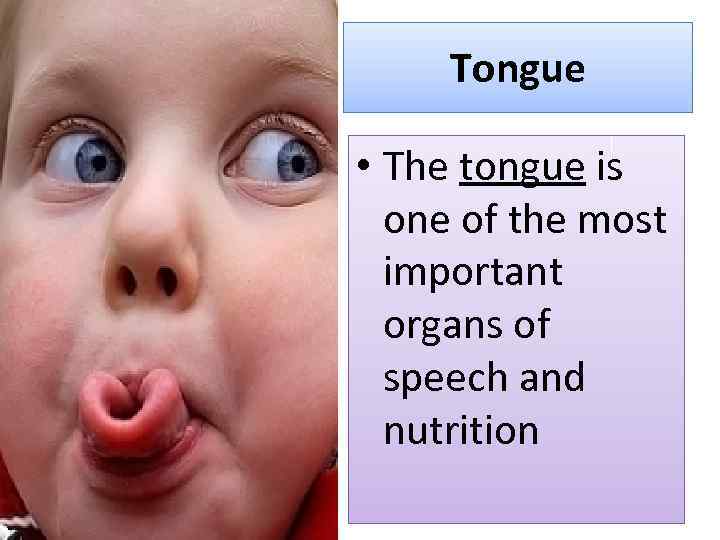 Tongue • The tongue is one of the most important organs of speech and