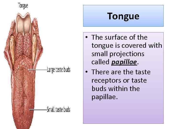 Tongue • The surface of the tongue is covered with small projections called papillae.