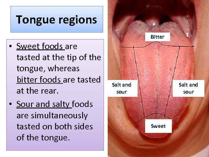 Tongue regions • Sweet foods are tasted at the tip of the tongue, whereas