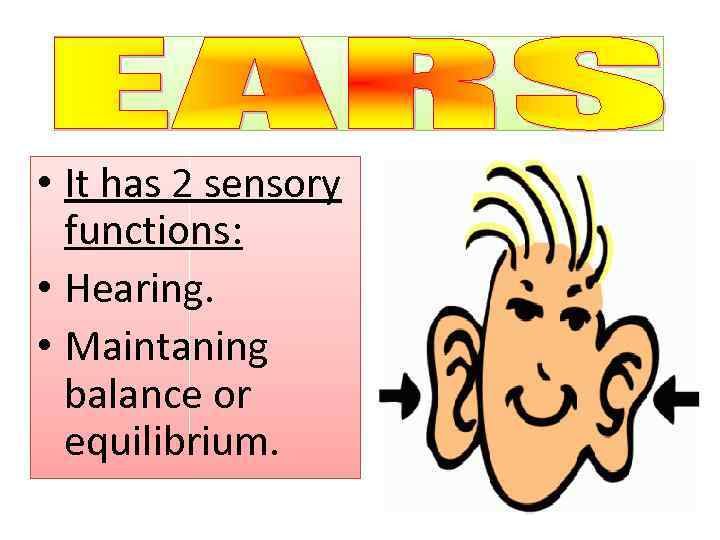  • It has 2 sensory functions: • Hearing. • Maintaning balance or equilibrium.