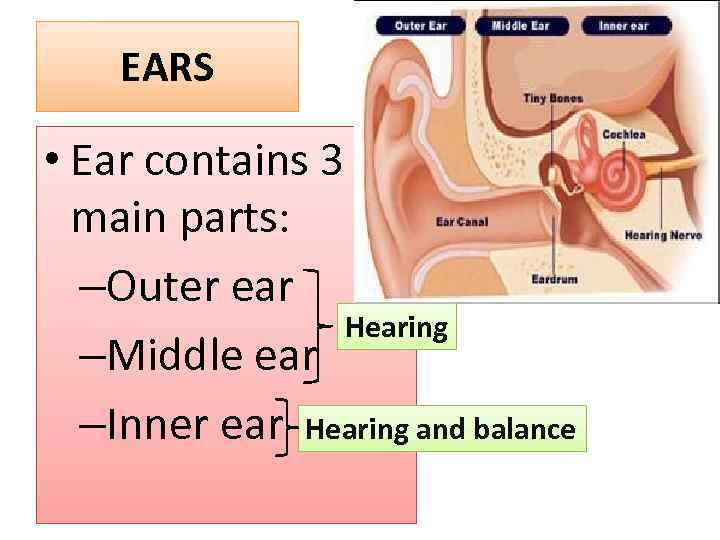 EARS • Ear contains 3 main parts: –Outer ear Hearing –Middle ear –Inner ear