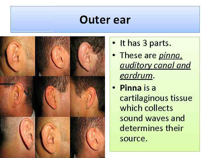 Outer ear • It has 3 parts. • These are pinna, auditory canal and