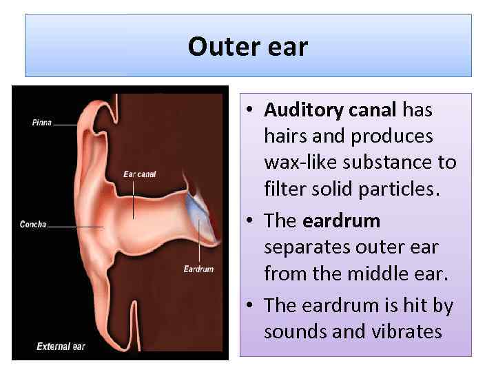 Outer ear • Auditory canal has hairs and produces wax-like substance to filter solid