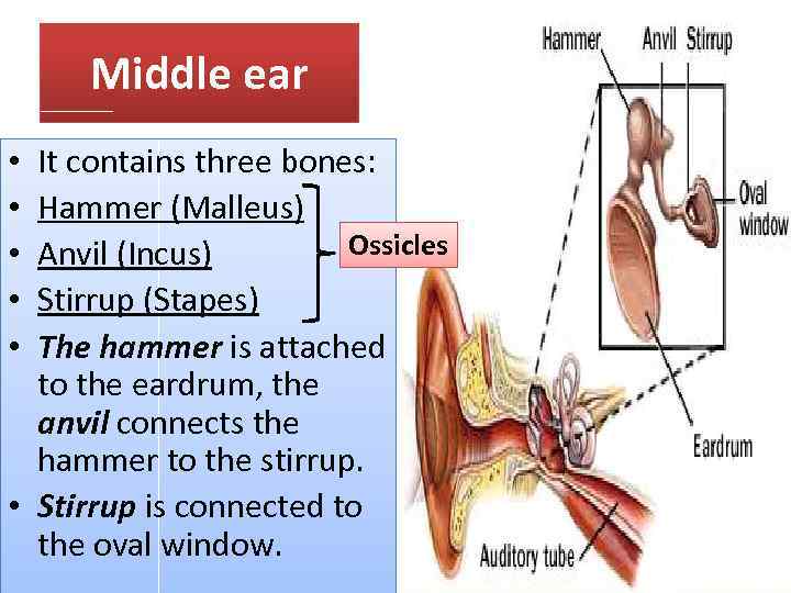 Middle ear It contains three bones: Hammer (Malleus) Ossicles Anvil (Incus) Stirrup (Stapes) The