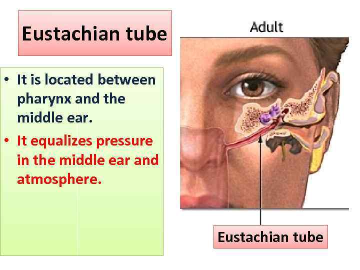 Eustachian tube • It is located between pharynx and the middle ear. • It