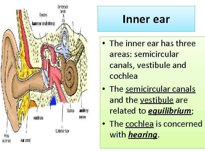 Inner ear • The inner ear has three areas: semicircular canals, vestibule and cochlea